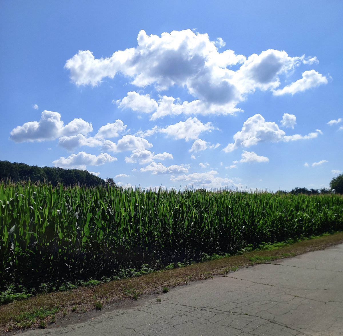 Ksenia_L19's tweet photo. Десь тут ховається моє дитинство…
Дорога до села.
🌽🌿😊 https://t.co/Qt7jxQoamx