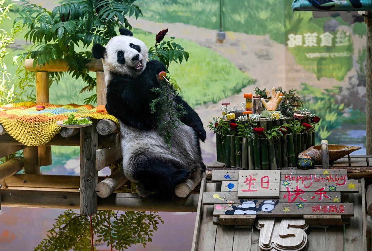 XHNews's tweet photo. Happy birthday, Xing Mei! A giant panda at a zoo in north China's Tianjin celebrated 15th birthday on Monday. Take a look at the adorable moments from the birthday party: https://t.co/pEevqKZ01D https://t.co/hEkk2Y0bEX