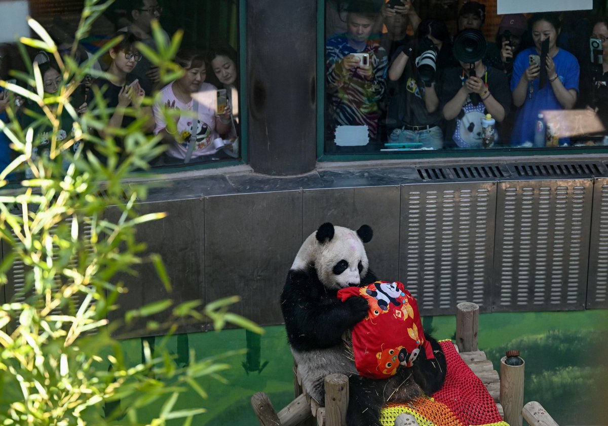 XHNews's tweet photo. Happy birthday, Xing Mei! A giant panda at a zoo in north China's Tianjin celebrated 15th birthday on Monday. Take a look at the adorable moments from the birthday party: https://t.co/pEevqKZ01D https://t.co/hEkk2Y0bEX