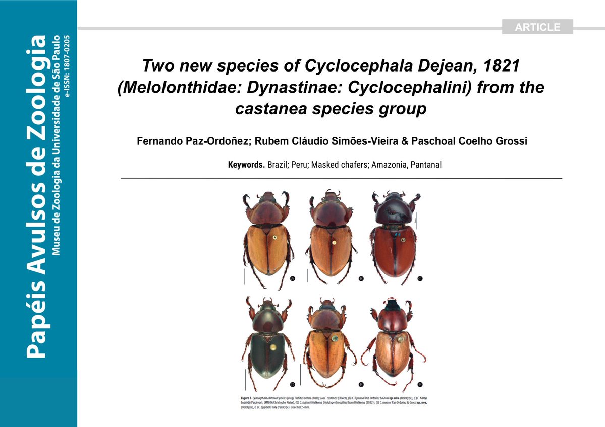 PAZ_journal's tweet photo. 🪲 New species!

The Cyclocephala castanea species group is formally delimited to include six South American species, including the new C. monnei from Brazil and C. figueroai from Peru. 

🔗 DOI: https://t.co/pqcAZmkRuD https://t.co/9MB4qgYiDT