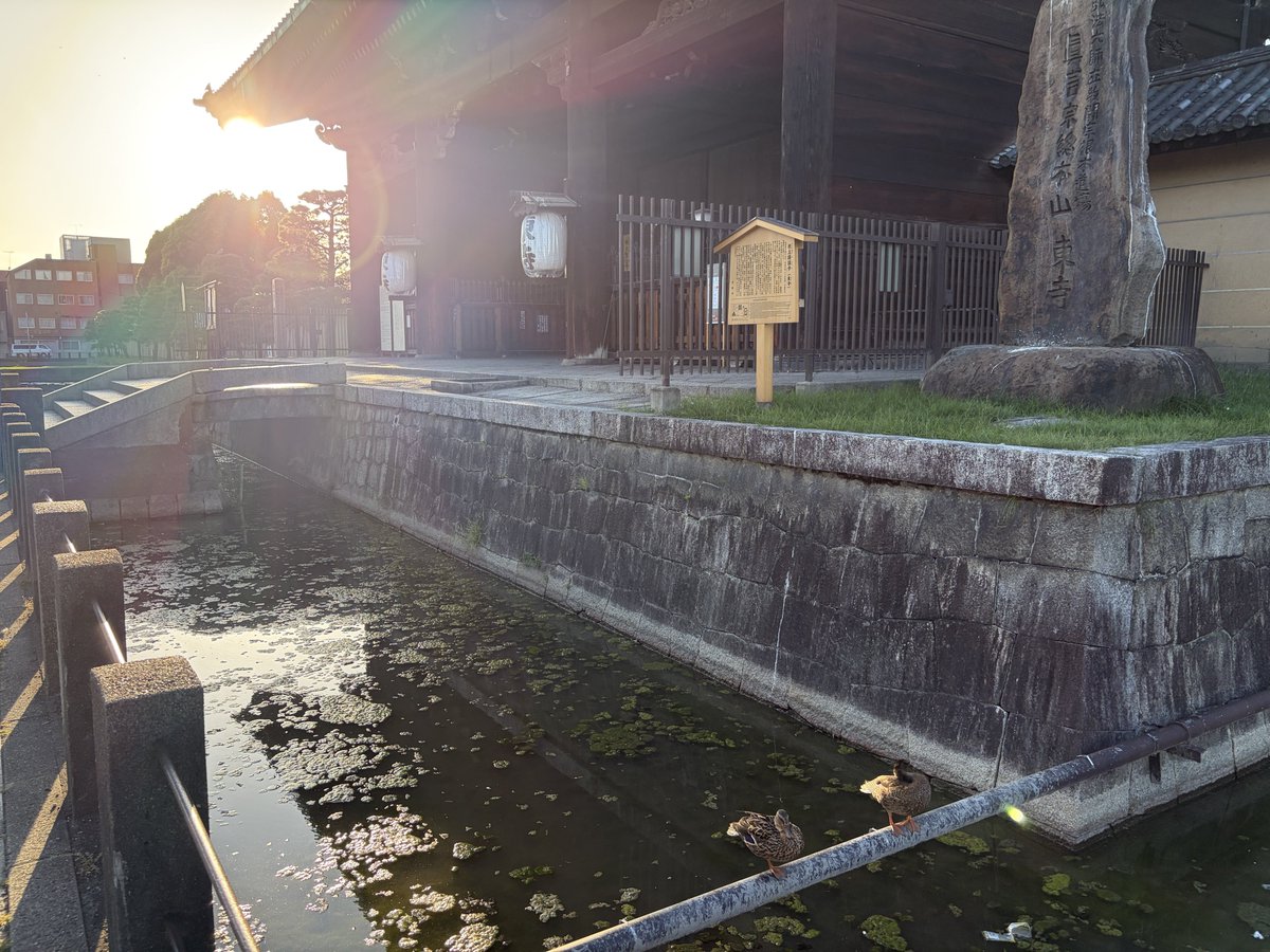 Chiring_memo's tweet photo. 仲良く並んでる鴨の横に自分も鴨ですけど？という顔しながら並んで写真撮ってる https://t.co/IwoliFtgE0