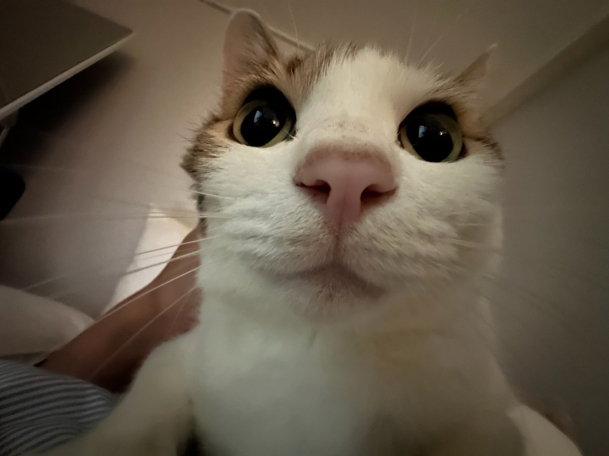 sumok_eee's tweet photo. 한 입 했어요 https://t.co/rbHtePKftY