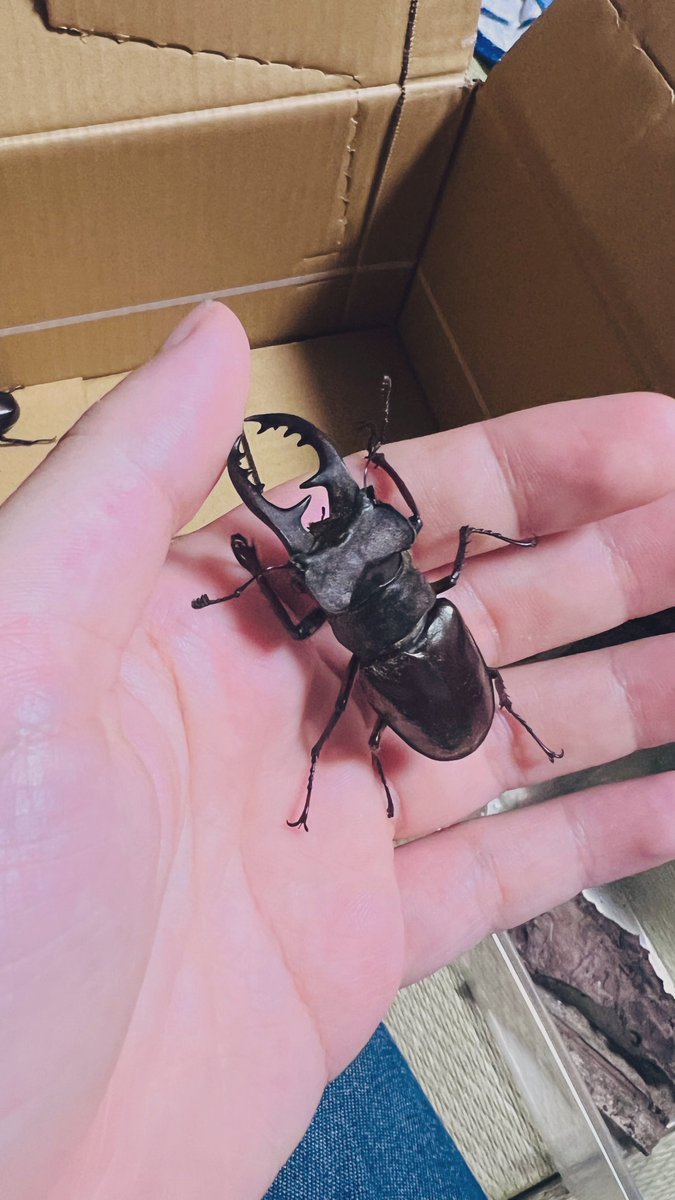 ster_rin's tweet photo. 久しぶりにカブトムシとクワガタ取り行った！ミヤマカッコよすぎる😭 https://t.co/Q53XrHbUk9