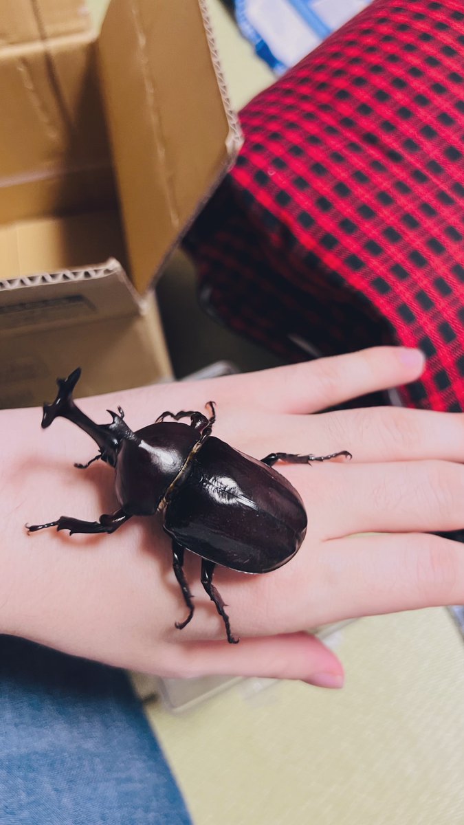 ster_rin's tweet photo. 久しぶりにカブトムシとクワガタ取り行った！ミヤマカッコよすぎる😭 https://t.co/Q53XrHbUk9