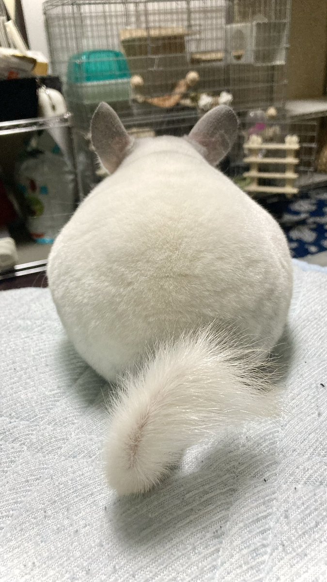 akkyamama's tweet photo. チンチラのおケツ自慢会場がこちらにあるときいて https://t.co/qJkvdnL4tV