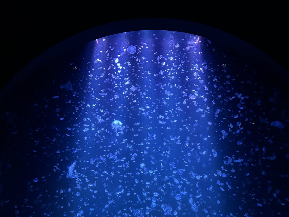 Aono_komasan's tweet photo. 水族館いったよ https://t.co/sTdQCI0Orf