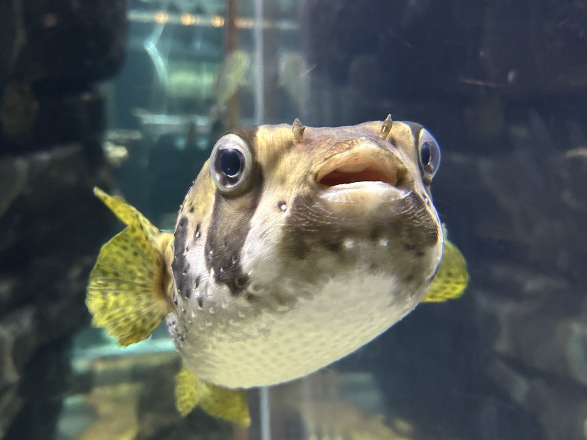 Aono_komasan's tweet photo. 水族館いったよ https://t.co/sTdQCI0Orf