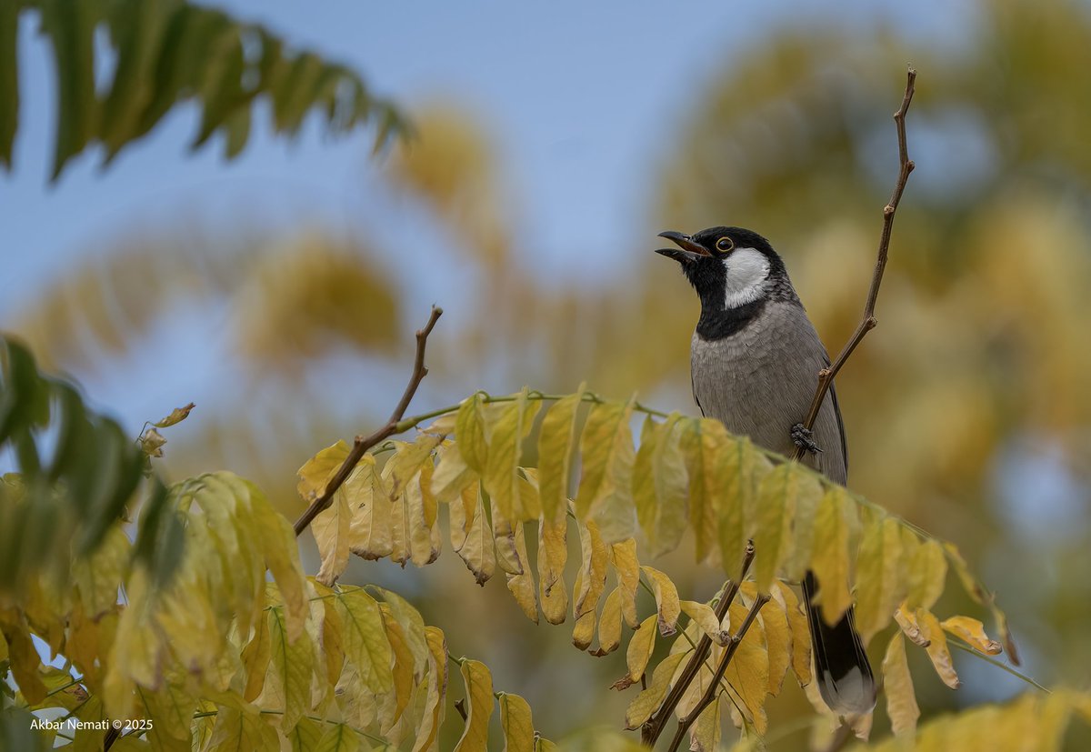 IranBirds's tweet photo. بلبل خرما (Pycnonotus leucotis)؛ پرنده‌ای خوش‌صدا با گونه‌های سفیدِ شاخص، خرامان در قاب پاییزی. 🌿🐤

The White-eared Bulbul (Pycnonotus leucotis) singing through autumn foliage. 🌿🐤
📸 Sony a7III

Photo @akbarnemati
#عکاسی_حیات_وحش #پرنده‌نگری #طبیعت #بلبل_خرما https://t.co/Suv5ew3SqE