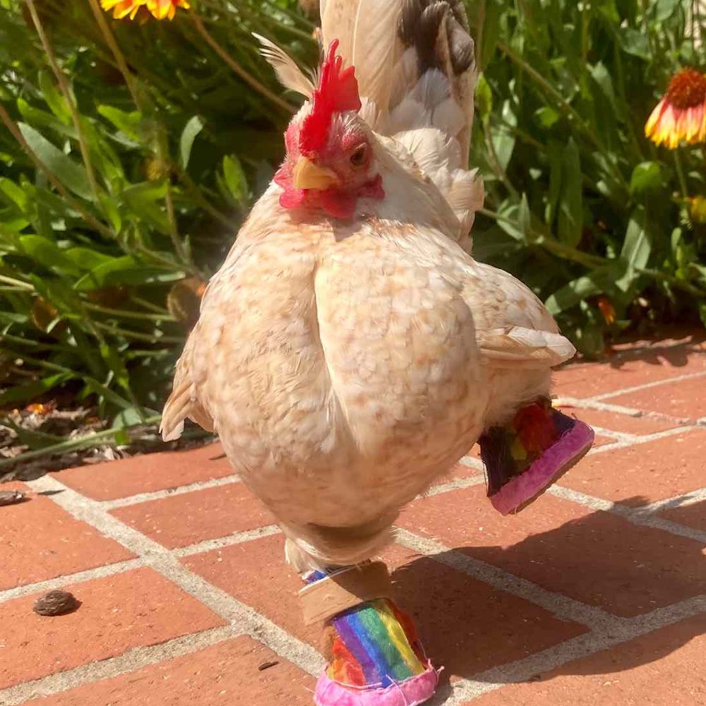 AMAZlNGNATURE's tweet photo. Nubs needed tiny boots just to get around comfortably

Now he has more than 30 pairs and walks around like they were made for him https://t.co/tQMcmTFHAV