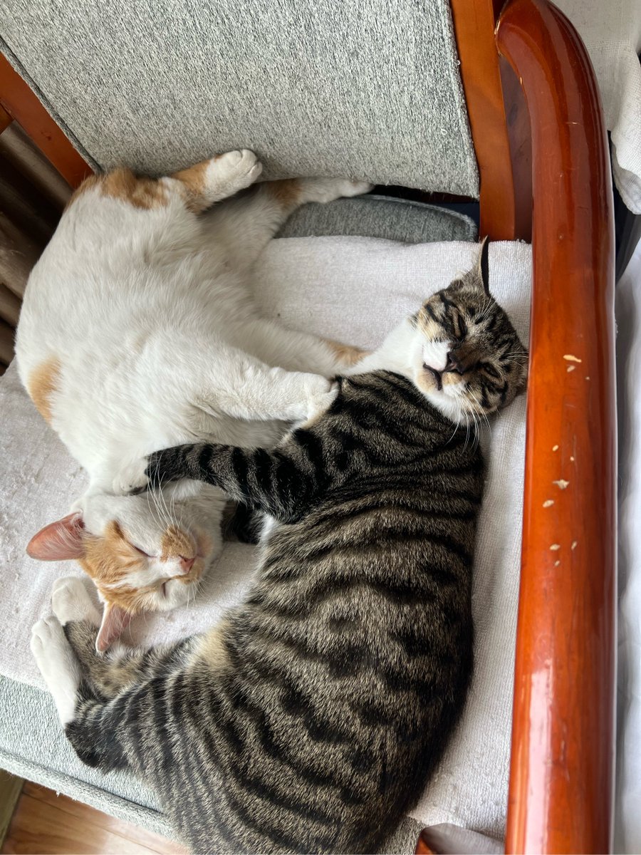 Remysumbeling3's tweet photo. Just laughed so hard with my bestie over that silly cat video that I snort-laughed in the café. 10/10 worth the awkward stares—best moments are unplanned, right https://t.co/XZ5vVH3Bxs