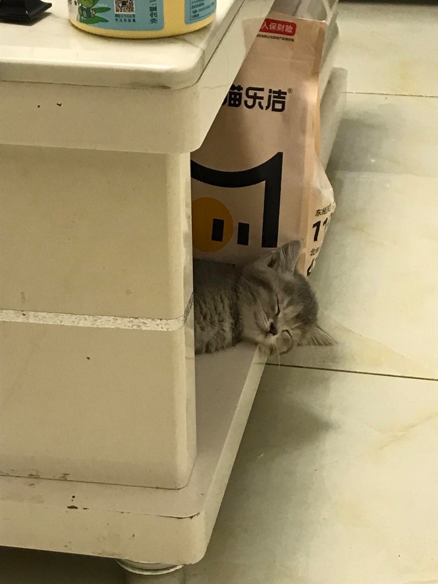 nocontextscats's tweet photo. 😴 https://t.co/geSmWTxy1k