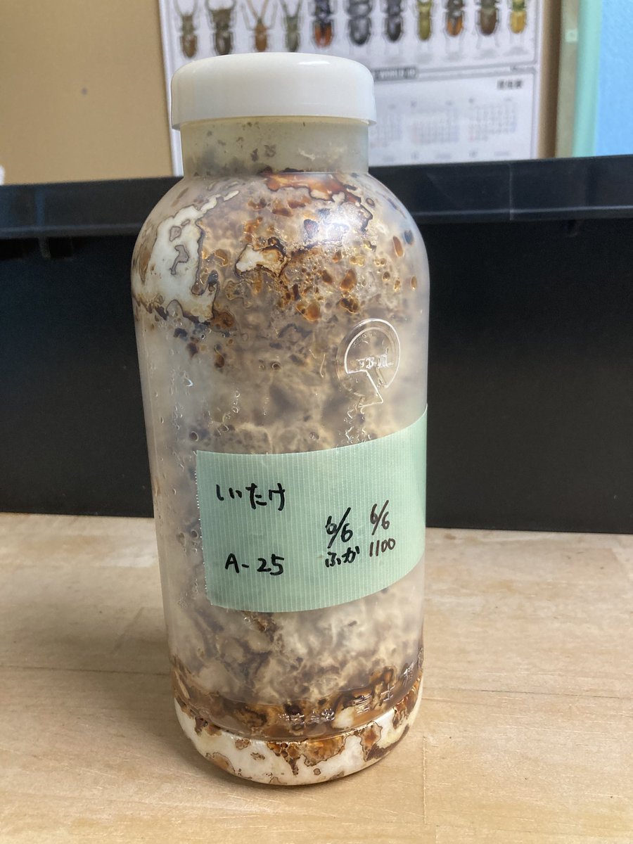 Tomf3ud1207's tweet photo. 椎茸の種菌でもオオクワガタが育つのか実験中
見た目悪いけど椎茸ならこんなもんだよね https://t.co/S0LPCM7CNZ