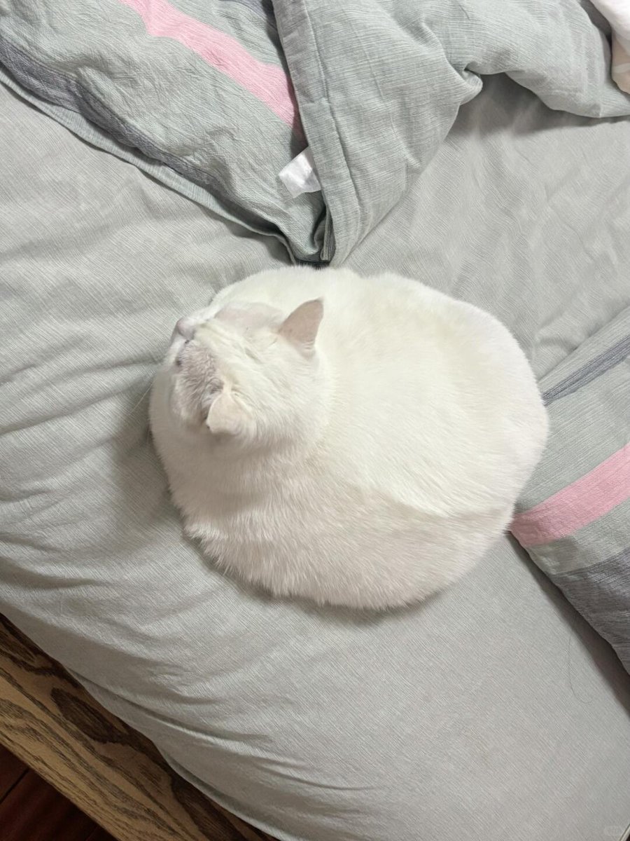nocontextscats's tweet photo. https://t.co/l12mVWbohM