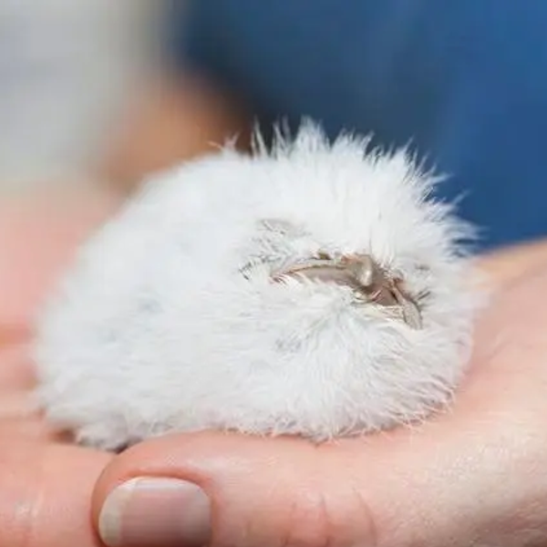AMAZlNGNATURE's tweet photo. This baby frogmouth looks like a little ball of fluff https://t.co/PzPgxNb24Y
