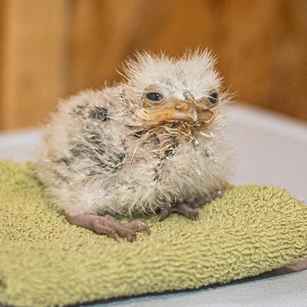 AMAZlNGNATURE's tweet photo. This baby frogmouth looks like a little ball of fluff https://t.co/PzPgxNb24Y