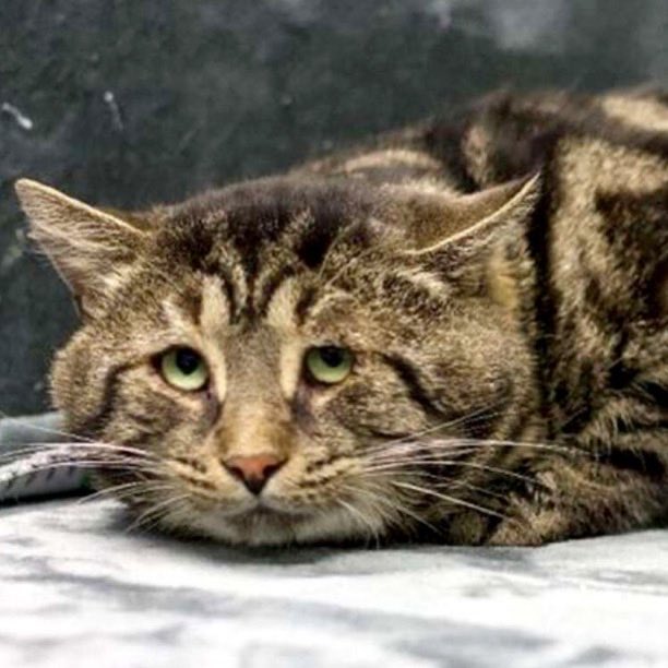 Indie5051's tweet photo. Gato que parecía deprimido cambia por completo de expresión después de ser adoptado. https://t.co/xup06eDPOM