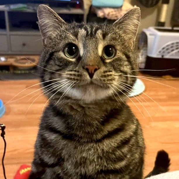 Indie5051's tweet photo. Gato que parecía deprimido cambia por completo de expresión después de ser adoptado. https://t.co/xup06eDPOM