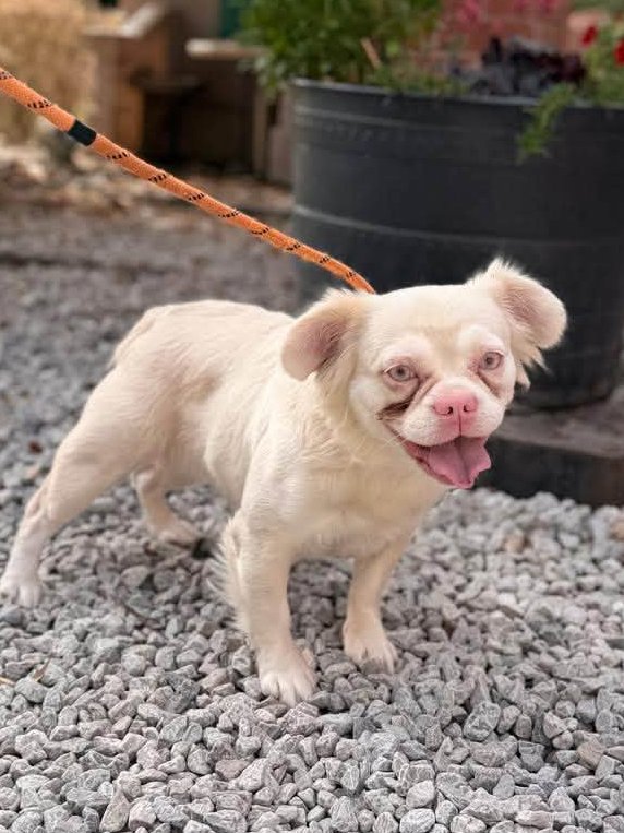 AdoptionsUk's tweet photo. Please retweet to help find information or a rescue shelter space for these 2 small dogs, dumped in a rescue shelter reception #LEIGH #WIGAN #UK 
Now in a council pound for 7 days.
FOUND 10/8/26
DUMPED IN LEIGH CATS AND DOGS HOME RECEPTION WN7
PLEASE SHARE TO HELP FIND INFORMATION AS TO WHO IS RESPONSIBLE
ANY INFORMATION PLEASE PM OR CALL 01942 700700
Thank you
Original post on facebook 
https://t.co/xlN6WVNEmR

Email 
strayswithus197@gmail.com

#dogs #adoptdontshop #pets #England #Scotland #Wales @missingdogwales 
 #dogsofX #Monday @LabourAnimalRG @ConservativeAWF @APDAWG1 
@AllDogsMatter @themayhew
@Nightowl400 @domdyer70 @APDAWG1 @KatieAmess @AndrewRosindell
@AlistairCarns @Time_4_unity
@rickygervais @JaneFallon @clarebalding @PatrickChristys @NickDixonITV 
@millypod @RSPCA_PATeam @DogsTrust
@BritishVets @lucydahlia
@PeterEgan6 @HopeRescue
@WoodgreenPets @JerryGreenDogs

Dumped, 2 small dogs, #Leigh August 10 2026.