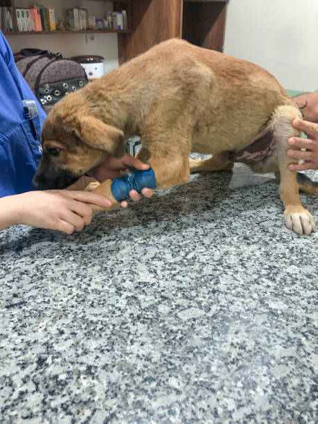 clayMGgrayQM's tweet photo. 森水遊び💧🐱🐕 https://t.co/9fDdv6AD1I