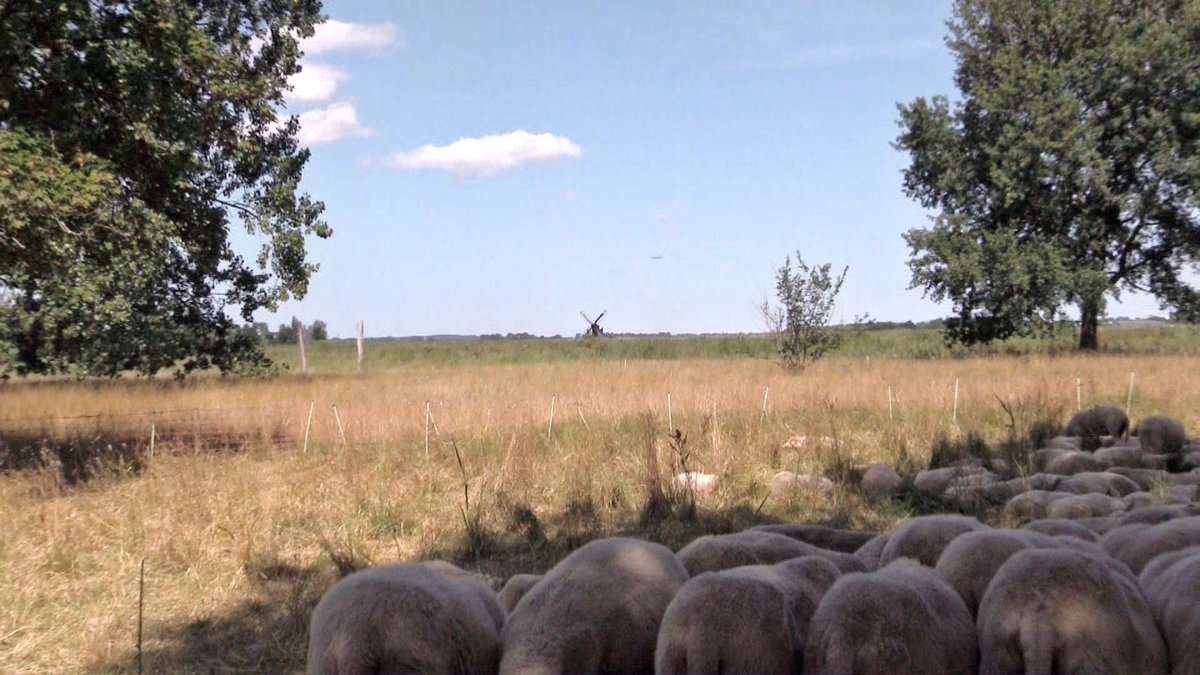 TheBigBeatFm's tweet photo. Schaapskudde aan werk aan Maalwater als onderdeel van natuurvriendelijk maaibeleid [FOTO'S &amp; VIDEO] https://t.co/3QrtR1eM1X #Heiloo #Alkmaar #Egmond #Bergennh https://t.co/XxxlurQ8Wp