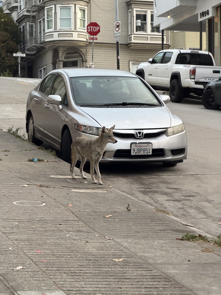 stas_t's tweet photo. SF is turning wild. Just met a coyote in the city center. https://t.co/t97LrihtRZ