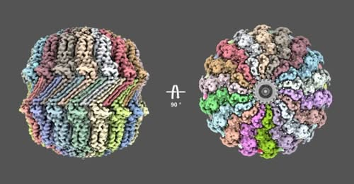 BibliotecaCQ's tweet photo. 36 #moléculas de #proteína se uniram para formar uma #nanoesfera oca inédita que abre e fecha como um zíper, transformando uma #contaminação de #laboratório no futuro do transporte de #fármacos. 🧬
#Drug #Nanotecnologia #Farmacologia. https://t.co/ijBdNu0q4y https://t.co/OHSRwaMOgr
