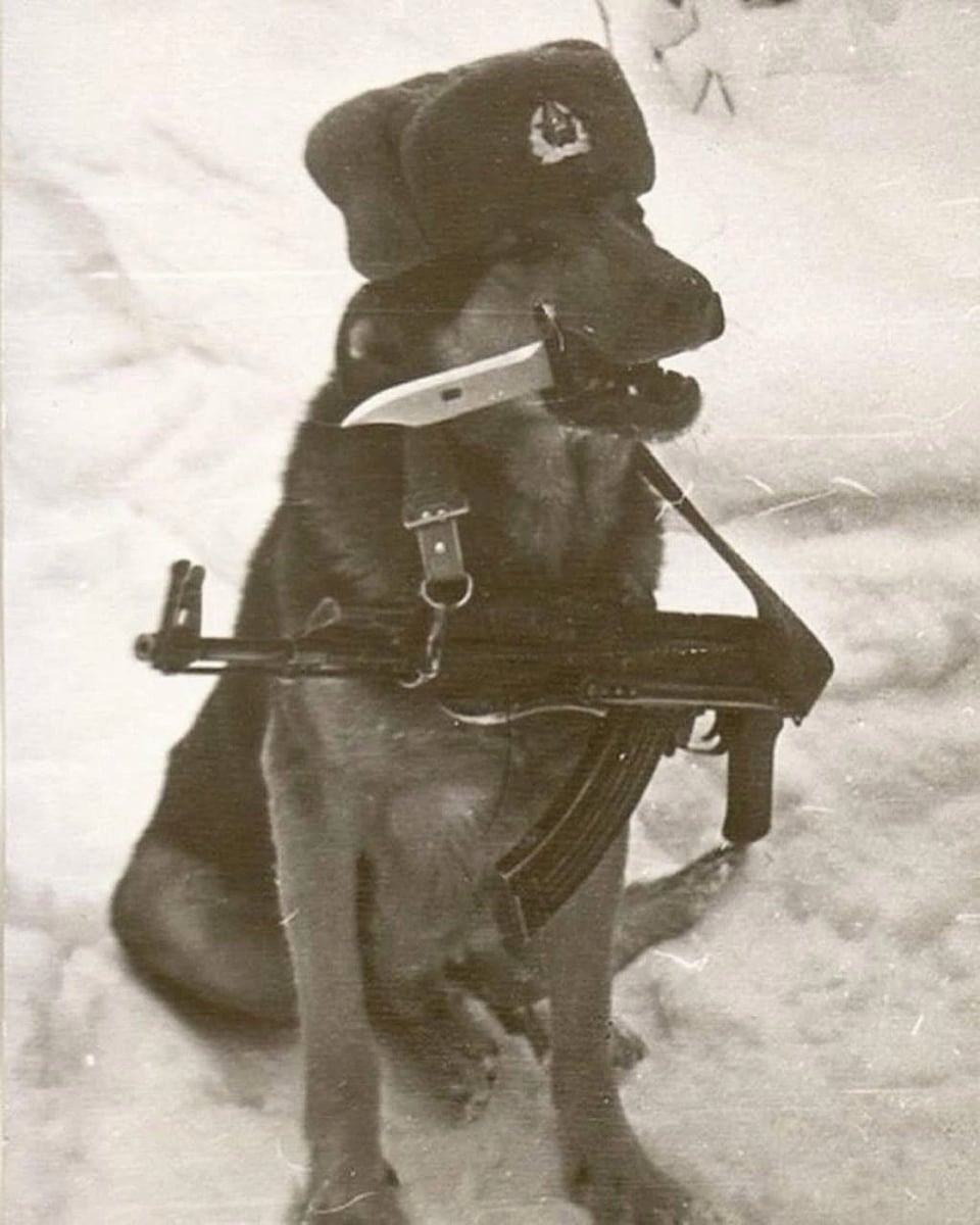 historyinmemes's tweet photo. Soviet Border Guard Dogs During the Cold War (1940s–1980s) - A Thread🧵 https://t.co/nHmDhZIGKW