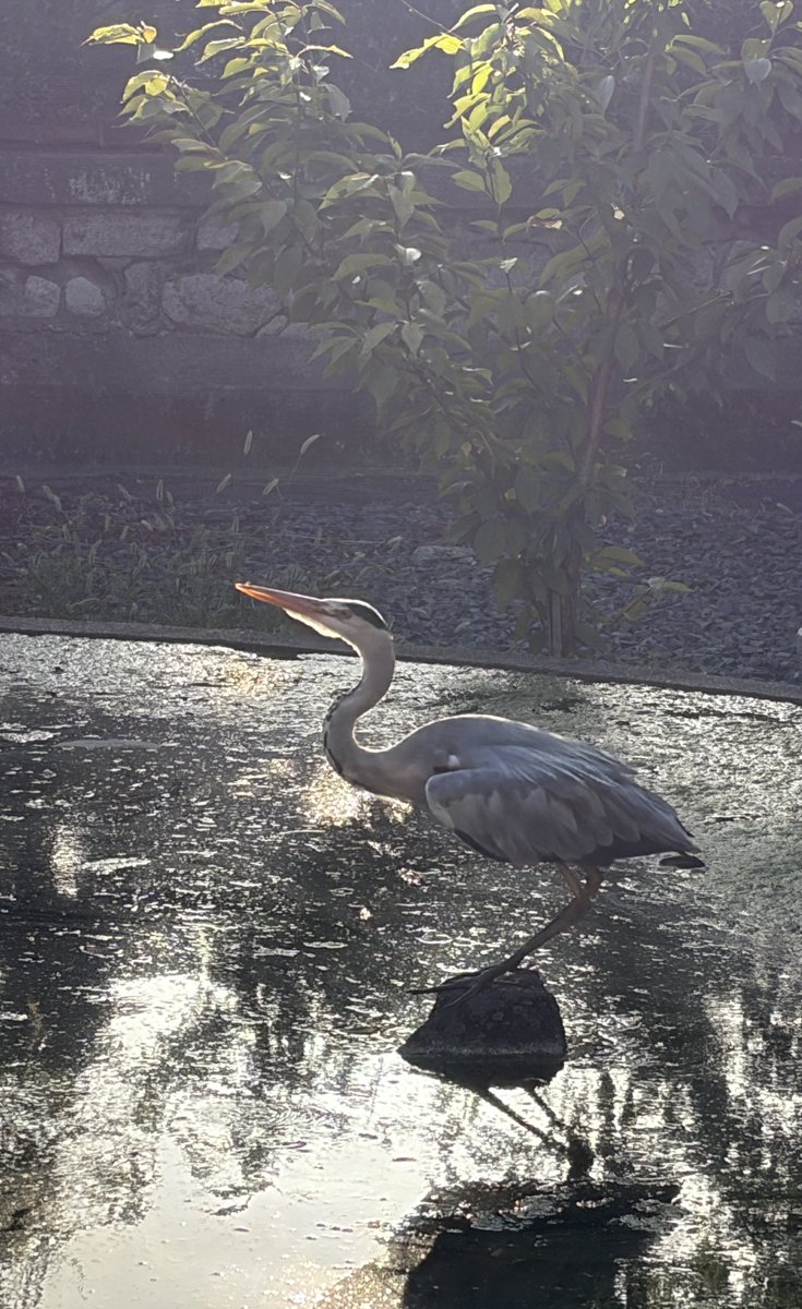 Chiring_memo's tweet photo. リアルな彫刻だなと思って近づいたら動くんかい！まさにサギ(青) https://t.co/bSj2HbZlGr