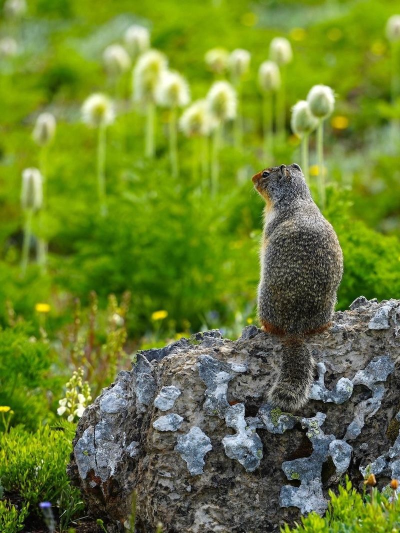 earthskyscience's tweet photo. Nicole Chaps in Banff National Park, Alberta, Canada, captured this Columbian ground #squirrel in late July. Thank you, Nicole! 🐿️📸

https://t.co/djLyHcvlq3 

See more great photos, and submit yours at EarthSky Community Photos:
https://t.co/ImHOoAxVCI https://t.co/aADq9sxoeW