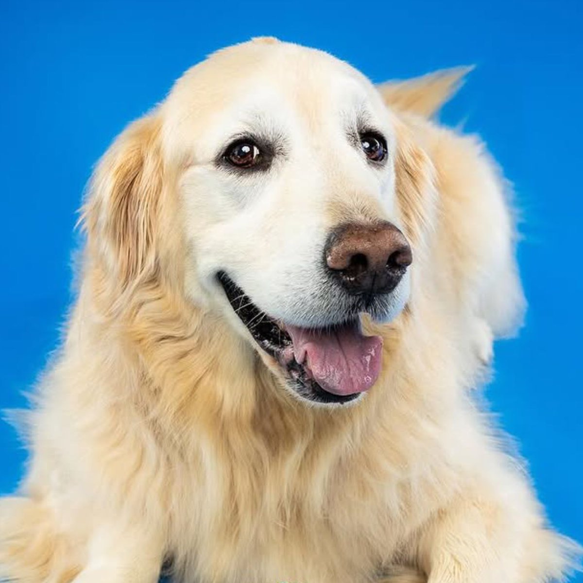 Dexerto's tweet photo. TmarTn announced that his dog, Cooper, has died after battling a rare form of cancer https://t.co/Vab6FLiv0a