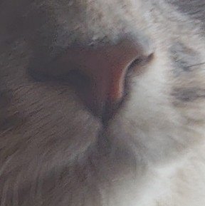 Twdnlat_'s tweet photo. ねこのおはな https://t.co/iHxDdrTVag