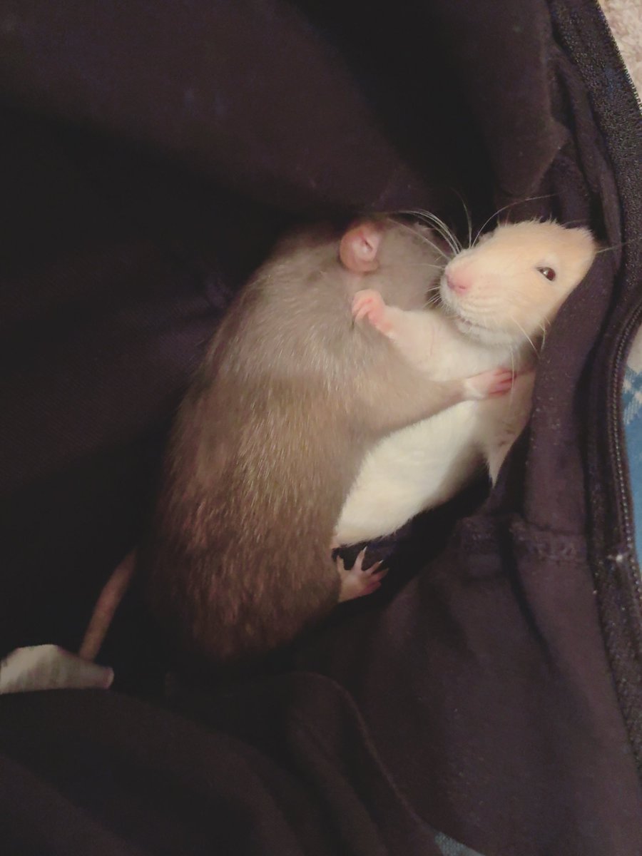 pii_pii_2's tweet photo. 🐀🐁ﾋﾟ… https://t.co/UbU0QsQfMk