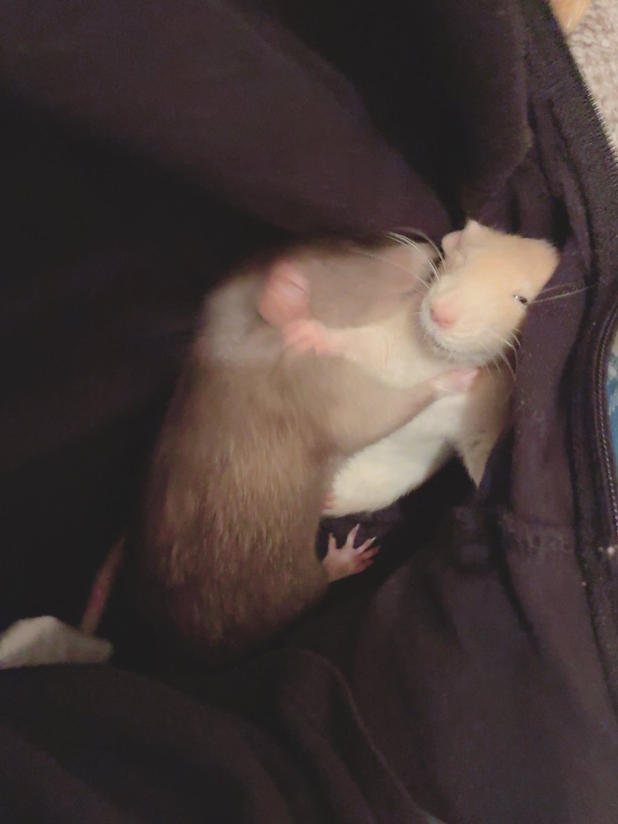 pii_pii_2's tweet photo. 🐀🐁ﾋﾟ… https://t.co/UbU0QsQfMk