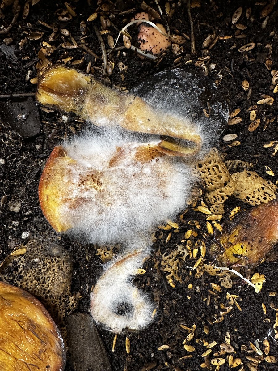 HighlyGanjanous's tweet photo. Soil food https://t.co/4wsd7uk4VL