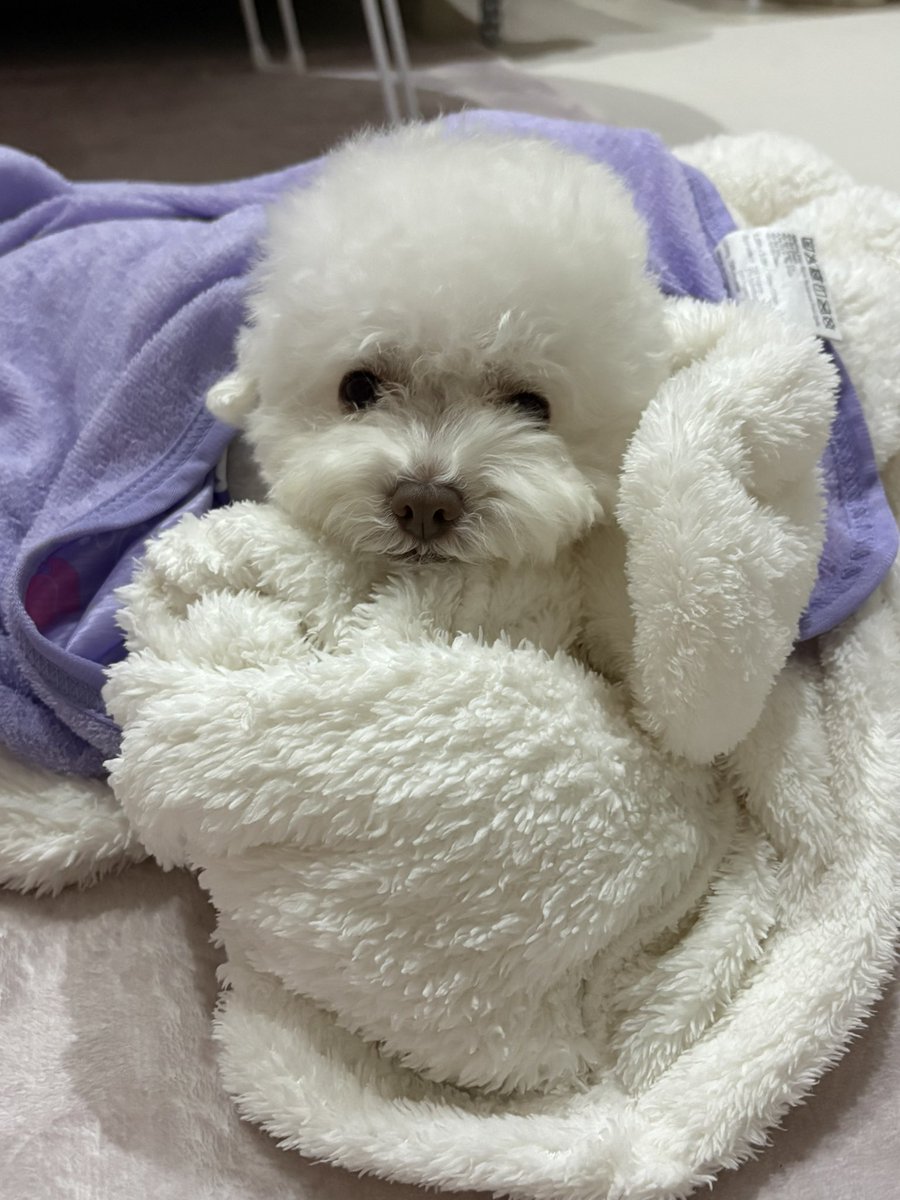 rice_bbgg's tweet photo. 부숭부숭이 https://t.co/dh6QI5Rw6k