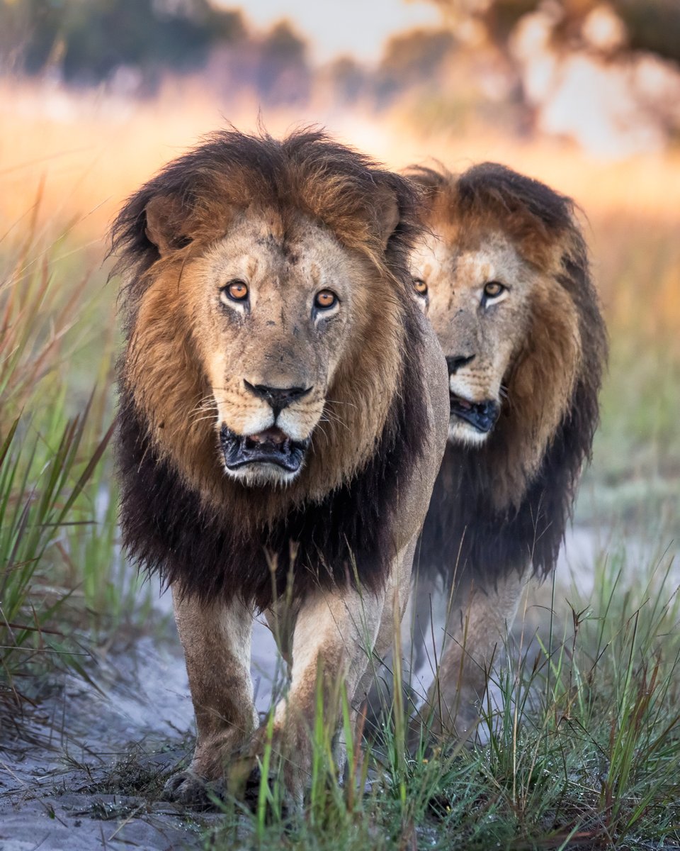 bernabephoto's tweet photo. Today we roar for the King! Happy #WorldLionDay 

Lion populations have dropped more than 40% in the last 20 years, let's protect these icons before it's too late. And NO TROPHY HUNTING! https://t.co/c9uR3nk3Dj