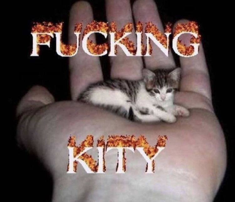 kittyincrisis's tweet photo. https://t.co/HsZPUSbcDP