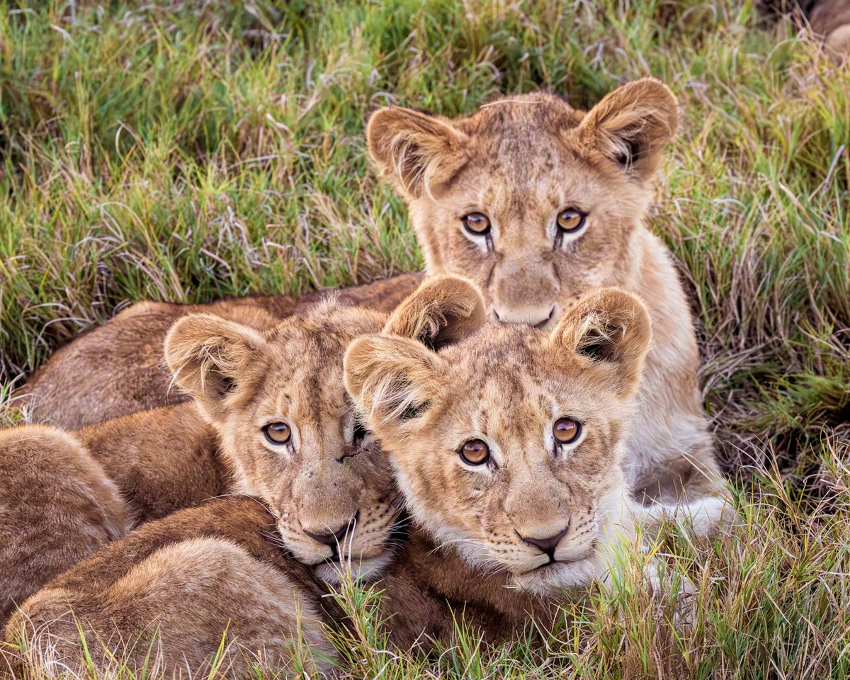 bernabephoto's tweet photo. Today we roar for the King! Happy #WorldLionDay 

Lion populations have dropped more than 40% in the last 20 years, let's protect these icons before it's too late. And NO TROPHY HUNTING! https://t.co/c9uR3nk3Dj