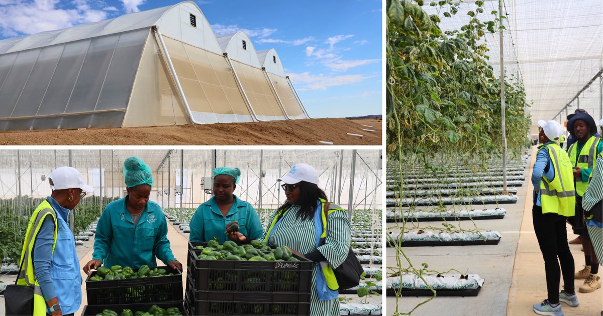 JointSDGFund's tweet photo. 💚 Green hydrogen could reshape Namibia's economy. The question is who it reshapes it for.

🇳🇦 A @UNNamibia field mission went to see it firsthand, visiting the Dâures Green Hydrogen Village and Hyphen Hydrogen Energy site.

Dive in for more 👇
https://t.co/4X5bPlCgdT https://t.co/xZE1buyqln