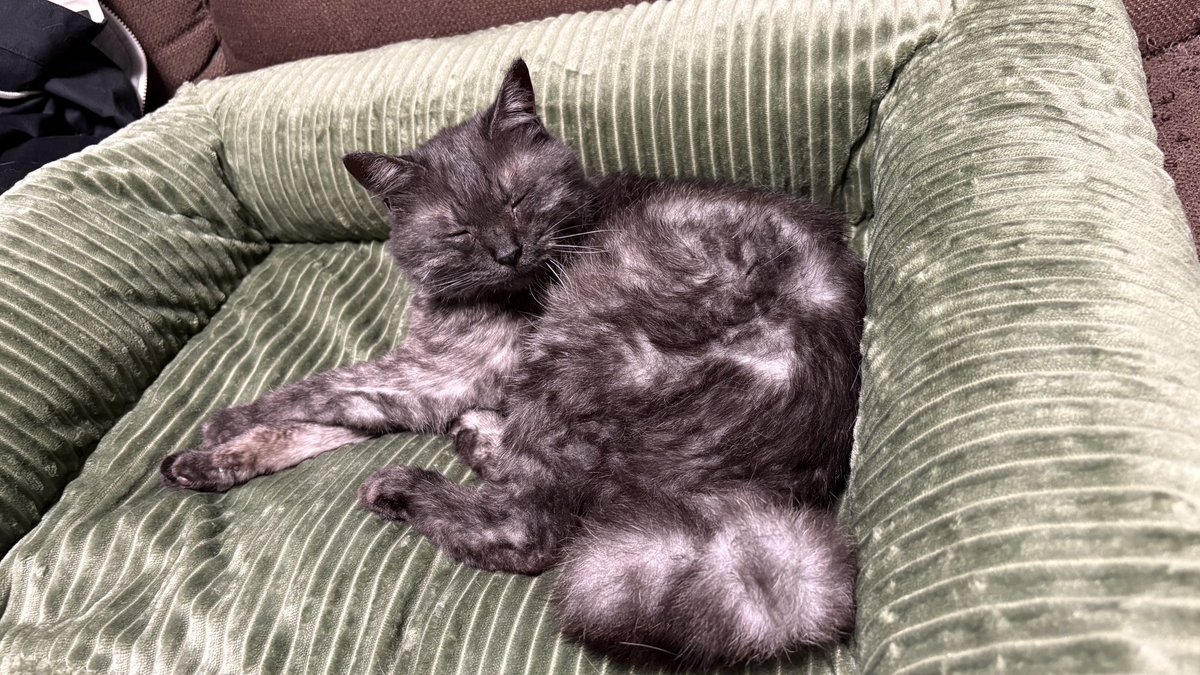 Jet_Tem3's tweet photo. 今月の19日こしあんの誕生日なのでプレゼントにソファーを買いました🐈‍⬛🎂 https://t.co/73KE73QC9H