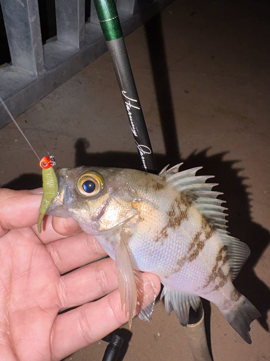 reno_maru_K's tweet photo. 今日は先輩とばんや食堂で飯食って買い物し

ひっさしぶりぶりの釣り🤤🎣
ホームは堤防が波かぶるので対岸へ(￣^￣゜)

んー

しっぶい😂
ハミジャミに熟アクで近距離責めにてメバちゃん3匹で終了🥹
1匹🐤にしては良いサイズだった😁

雨もなく楽しめたのでヨシ👍
#INXlabel
#HarmmyJarmmy2nd https://t.co/S5XAkIQrOS