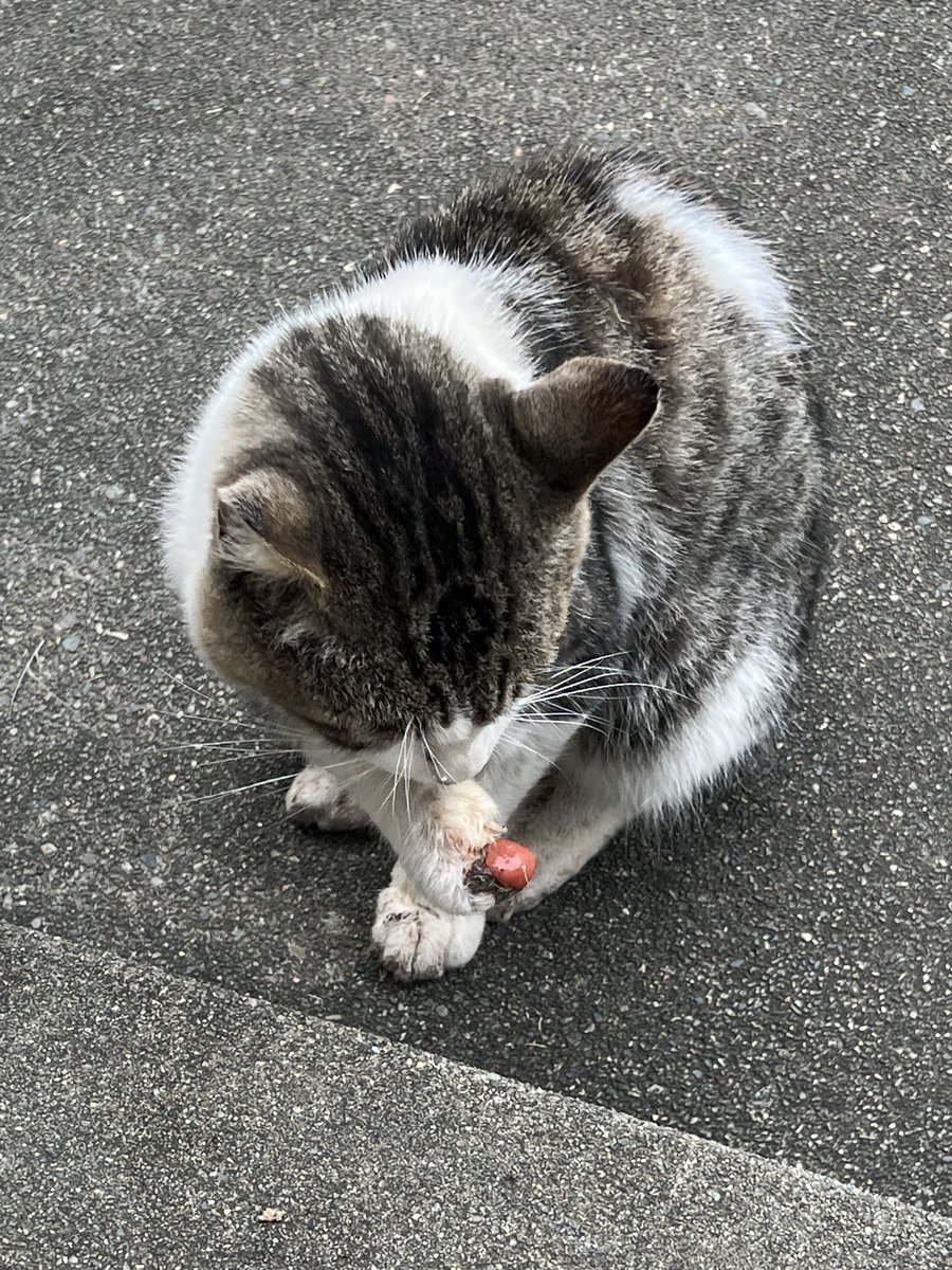 kurumicco_syl's tweet photo. 最近、実家の庭に右前足を大怪我した野良猫ちゃんが来るようになったそうです😢
足先がミニトマトみたいに腫れています😭😭
何とかしてあげたいのですが遠方住みで先住猫もいるためすぐに保護できず、行政には断られてしまい困っています…
#群馬県 #野良猫 #拡散希望  #猫好きさんと繋がりたい https://t.co/lMLUjGOgWy