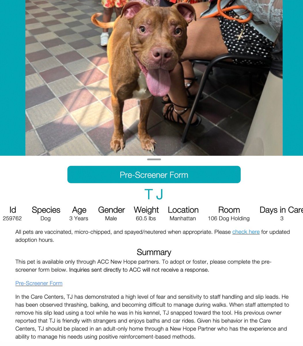 CharBolen's tweet photo. TJ 🩵 #259762  3yr old Boy 🩵 Nycacc 
New at shelter for 3 days owner surr.. says he's
friendly w strangers..loves car rides and bathtime
This beautiful young boy is heartbroken and
very afraid of being leashed.. balks on walks 
He needs time
#RescueOnly
#Foster
#Pledge4Rescue 🆘 https://t.co/vyRuh4bm6k