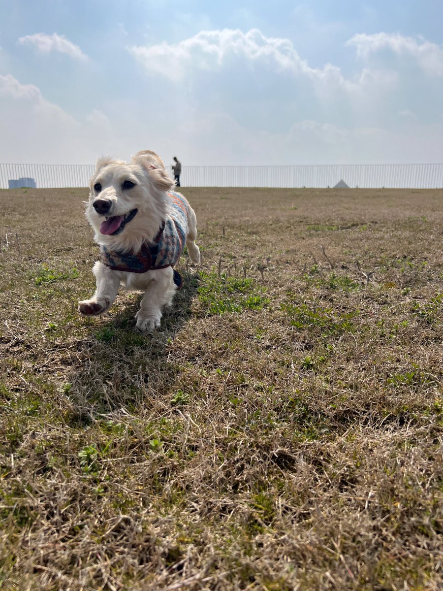 VTun18's tweet photo. My little furball just hit 6 months old! From wobbly zoomies to fetching toys like a pro—can’t get enough of this sweet growth journey ， https://t.co/Noquba8m39