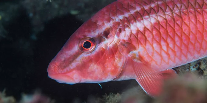 a red fish with white stripes in clear water, a close up