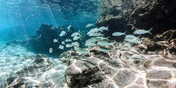 fish schooling over sand in clear water