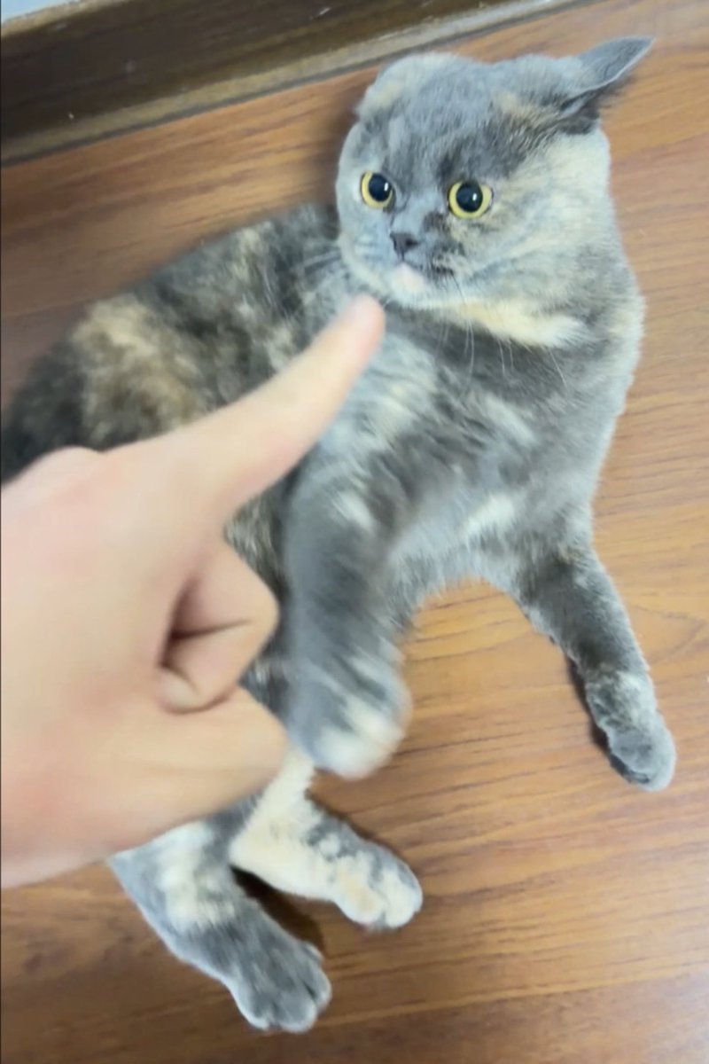 Cloud_MQing's tweet photo. 🐱#cat #CAT https://t.co/k0dsTwNihx
