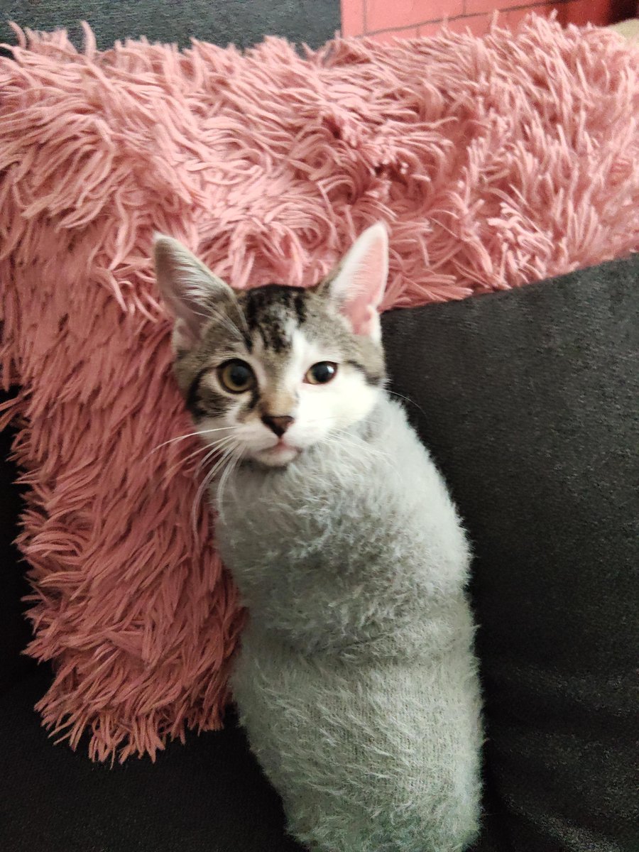 TeaToruu_'s tweet photo. In time out sock https://t.co/qH2a7QO62P