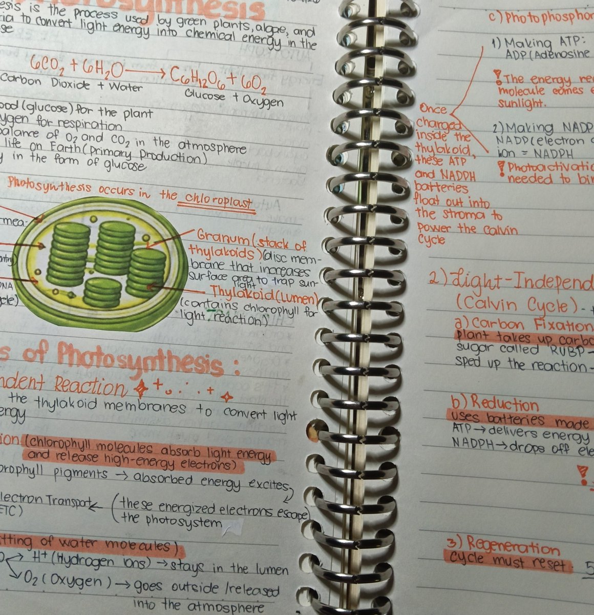 shina_verse's tweet photo. Study log  ✦── 08/09/26── ✦
-Light-Dependent Reaction
-Calvin Cycle

#studytwt https://t.co/UX4qMzhYRH