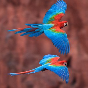 WorldofZoology's tweet photo. After nearly 200 years, red-and-green macaws are breeding again in Brazil’s Atlantic Forest. 🦜 Two wild-born chicks mark a remarkable milestone for a reintroduction programme that began in 2022. 🌳 #Macaws #Conservation #Birds https://t.co/KwSVazhmw1